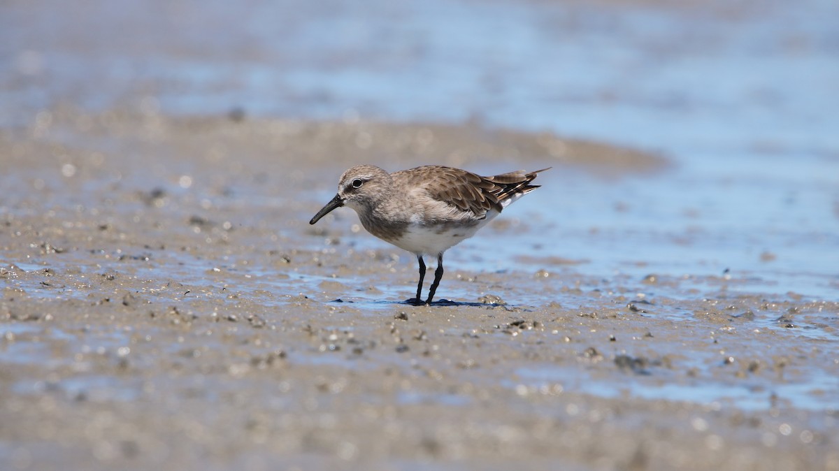 bonapartesnipe - ML647788130