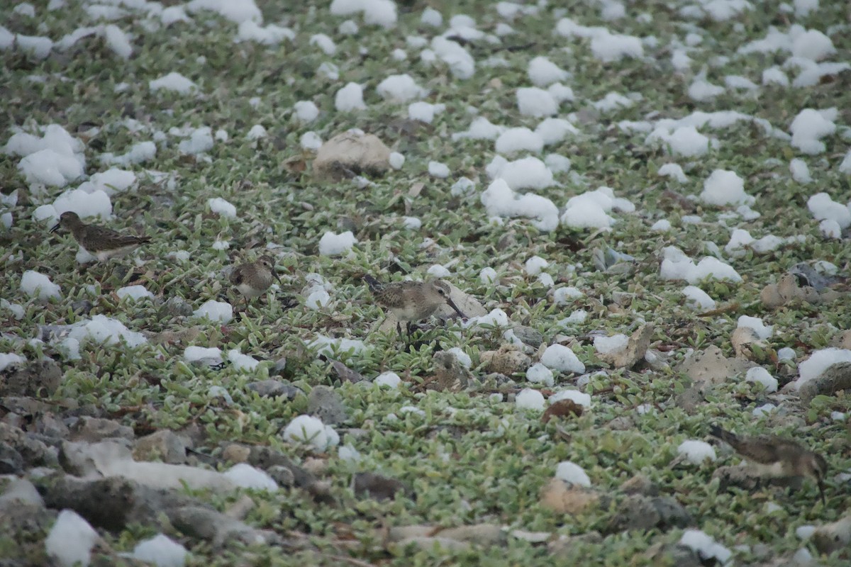 bonapartesnipe - ML647788173