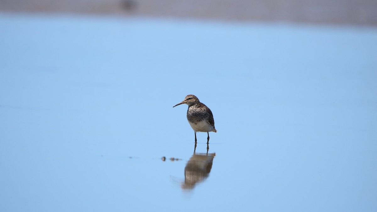 Побережник арктичний - ML647788176
