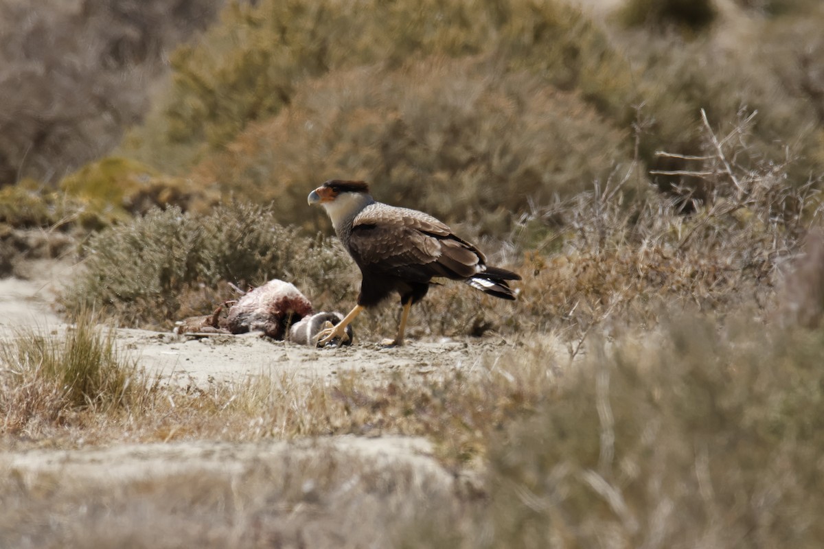 ミナミカラカラ - ML647788210