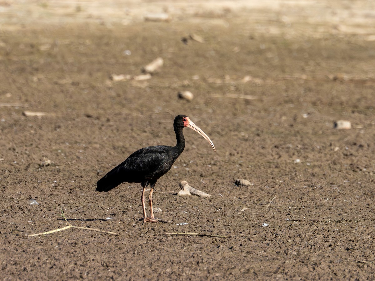 Ibis Afeitado - ML647788231