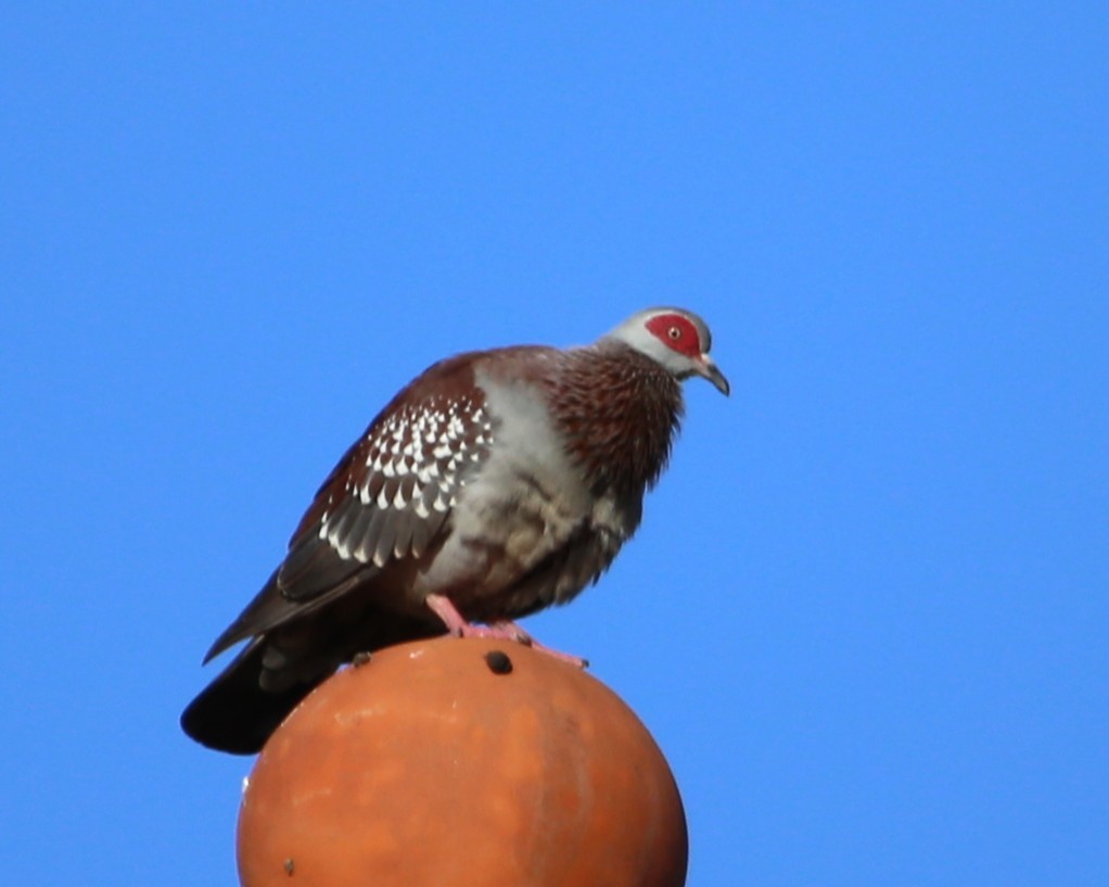 Uso ginearra - ML647788233