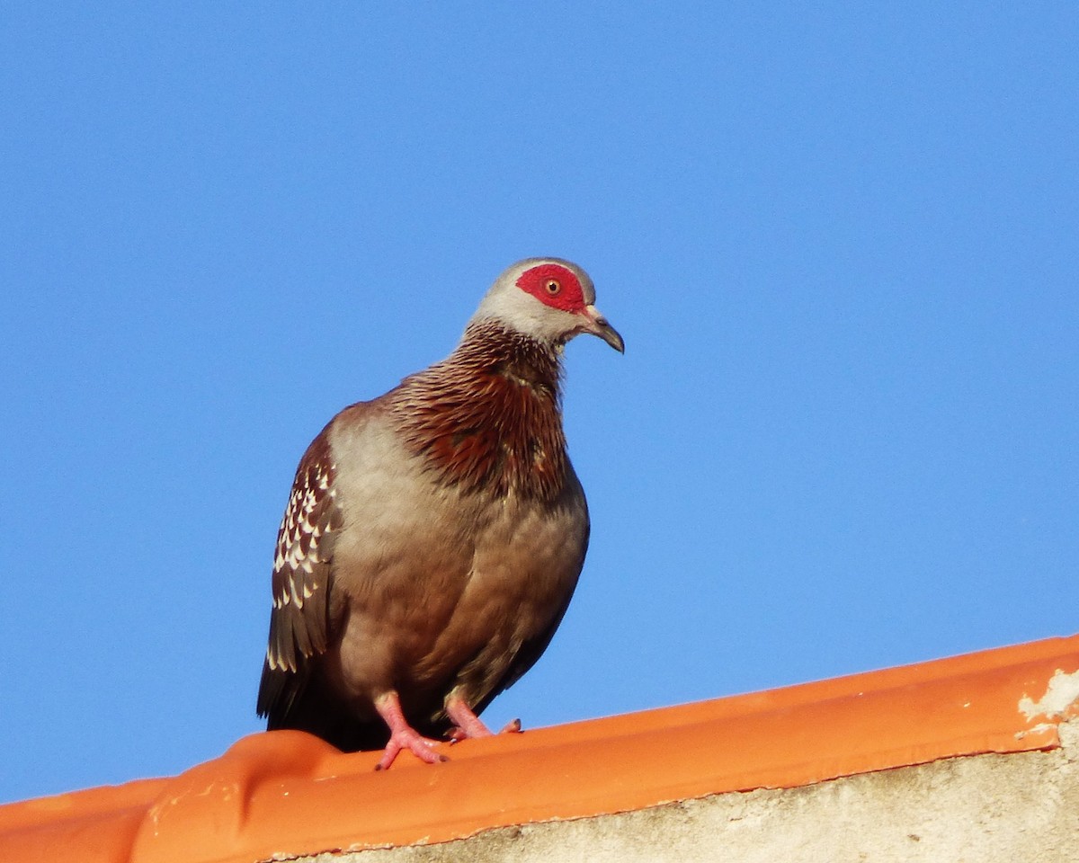 Uso ginearra - ML647788234