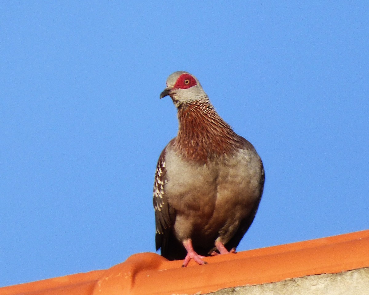 Uso ginearra - ML647788235