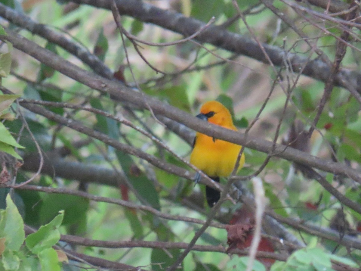 キイロムクドリモドキ - ML647788241