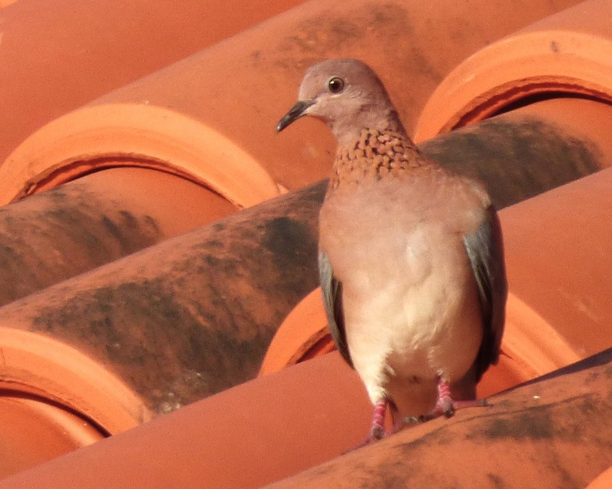 ワライバト - ML647788246