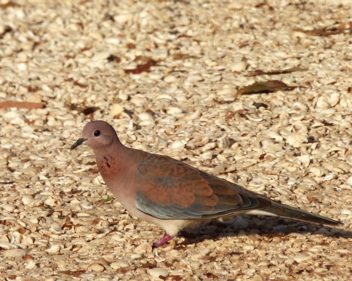 ワライバト - ML647788247