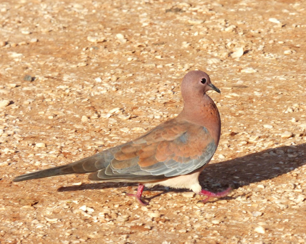 ワライバト - ML647788248