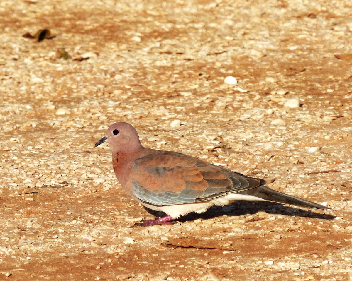 ワライバト - ML647788249