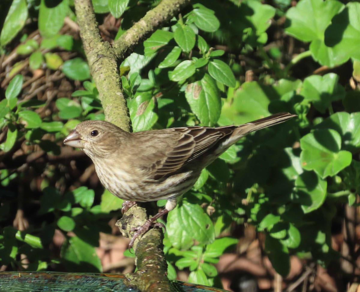 メキシコマシコ - ML647788250