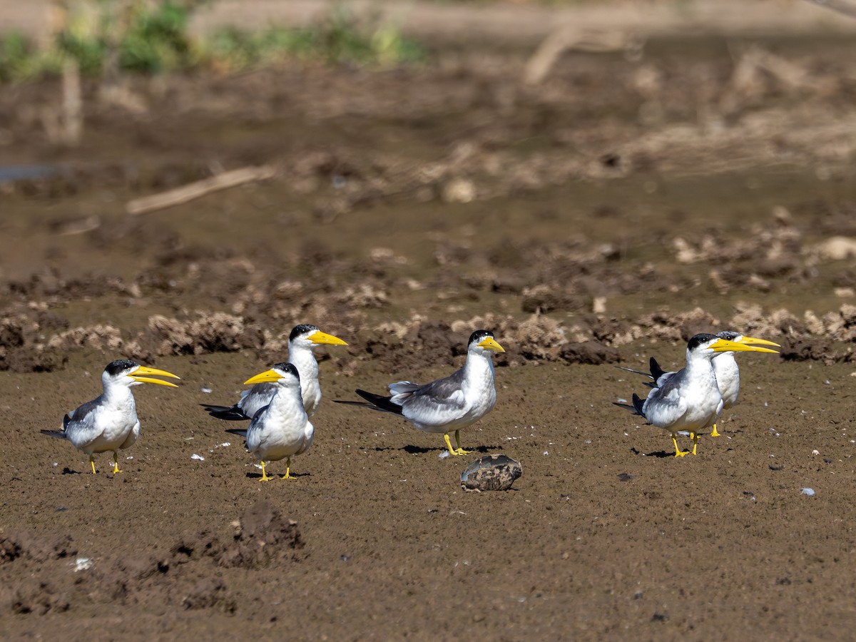 オオハシアジサシ - ML647788251