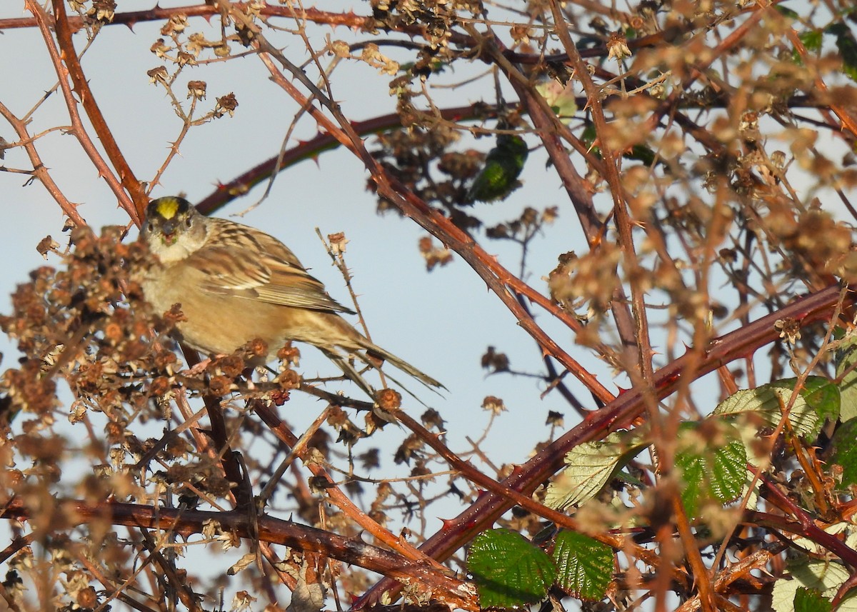 キガシラシトド - ML647788255