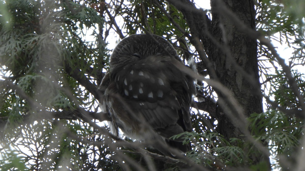 アメリカキンメフクロウ - ML647788257