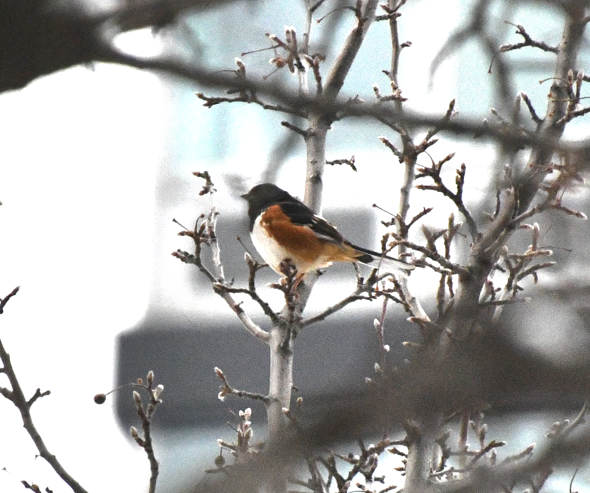 ワキアカトウヒチョウ - ML647788259