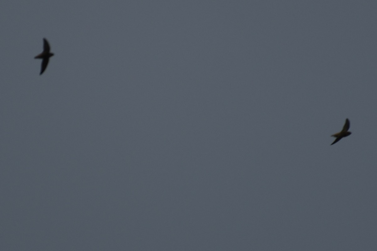 エントツアマツバメ - ML647788261