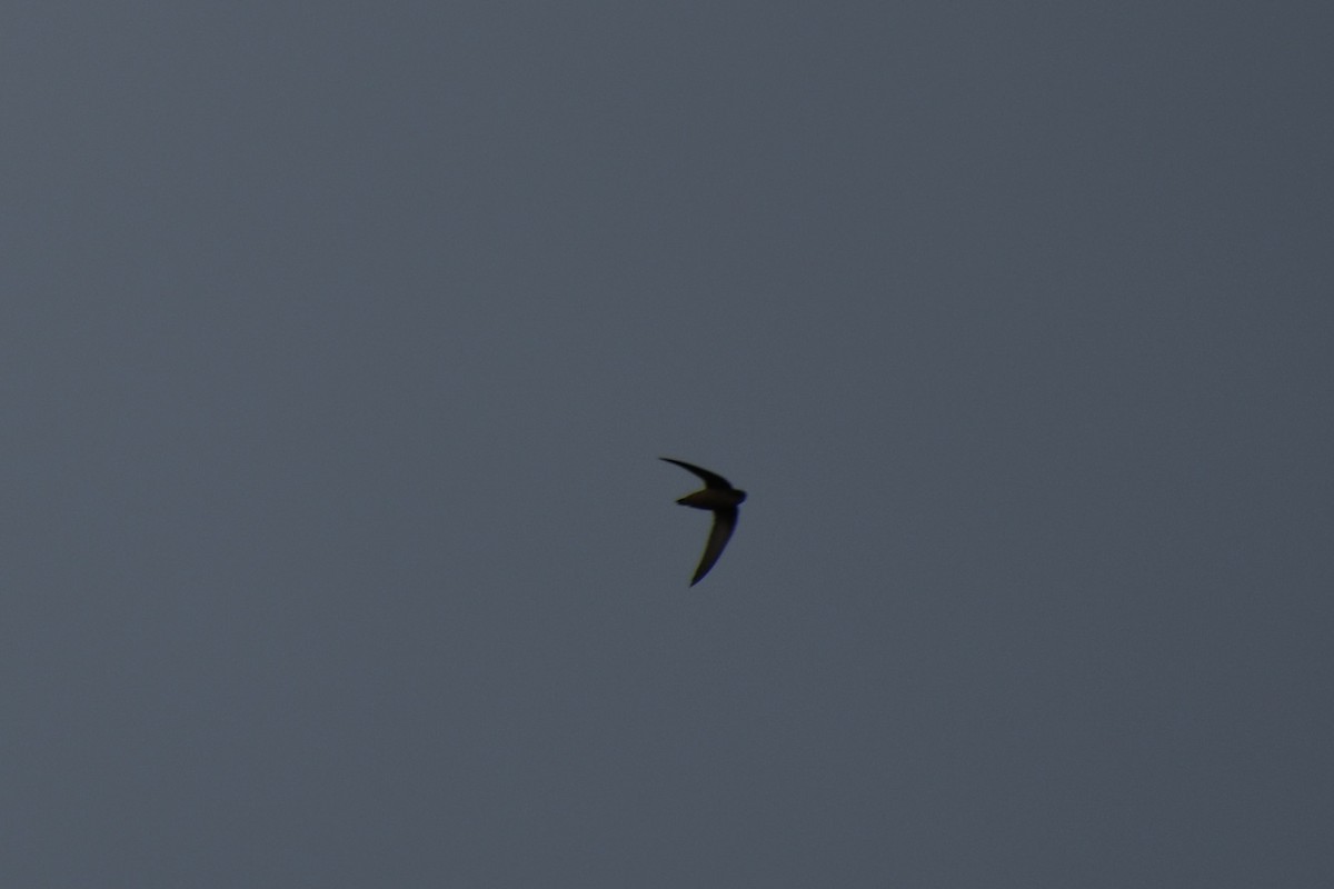 エントツアマツバメ - ML647788262