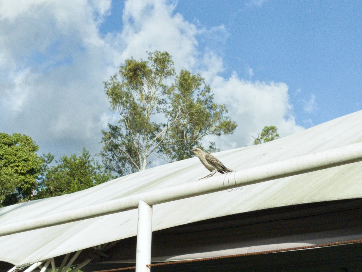 Tropikal Taklitçi - ML647788264