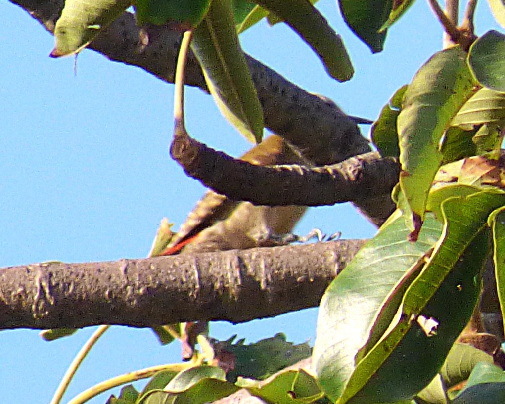 ハイイロゲラ - ML647788265