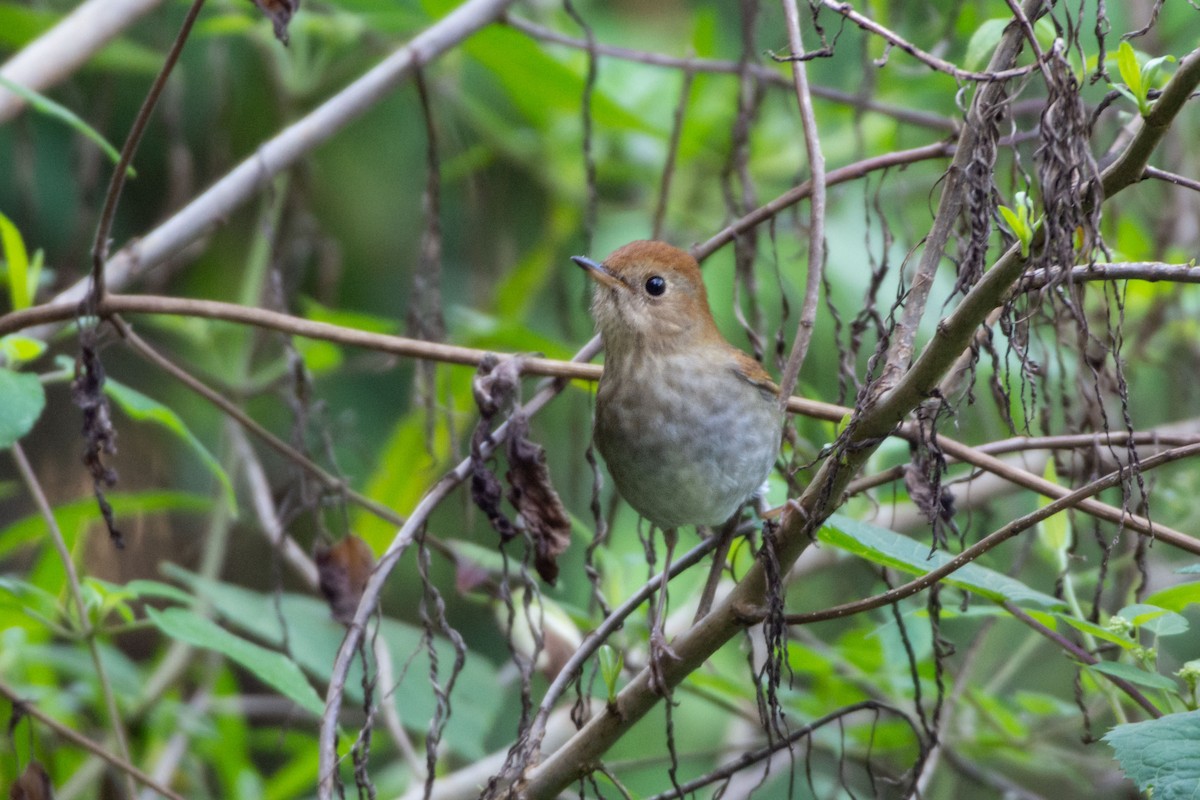メキシコチャツグミ - ML647788266