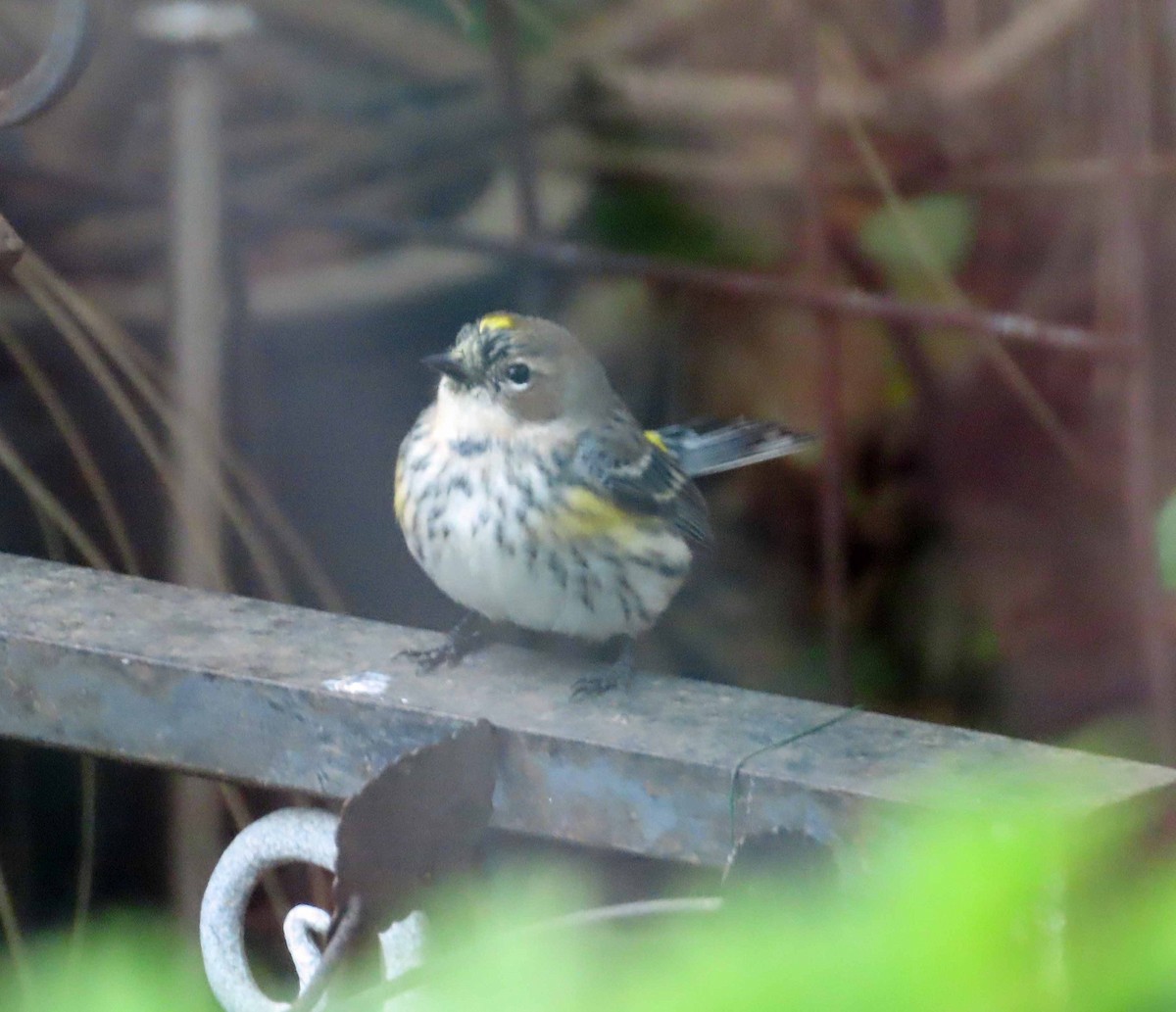 キヅタアメリカムシクイ - ML647788267