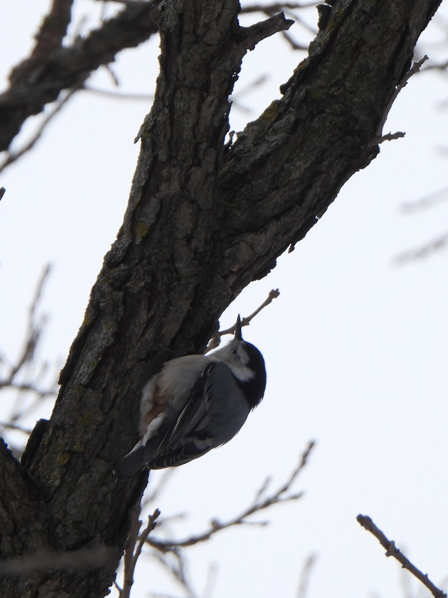 ムナジロゴジュウカラ（carolinensis） - ML647788268
