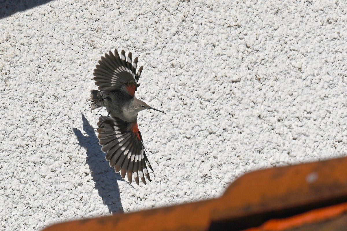 カベバシリ - ML647788269