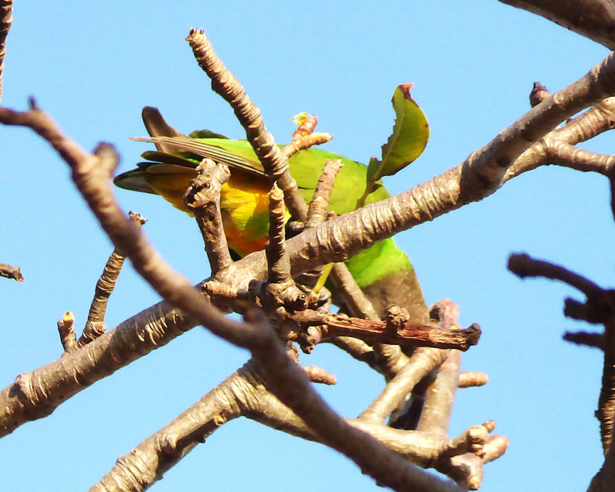 ネズミガシラハネナガインコ - ML647788270