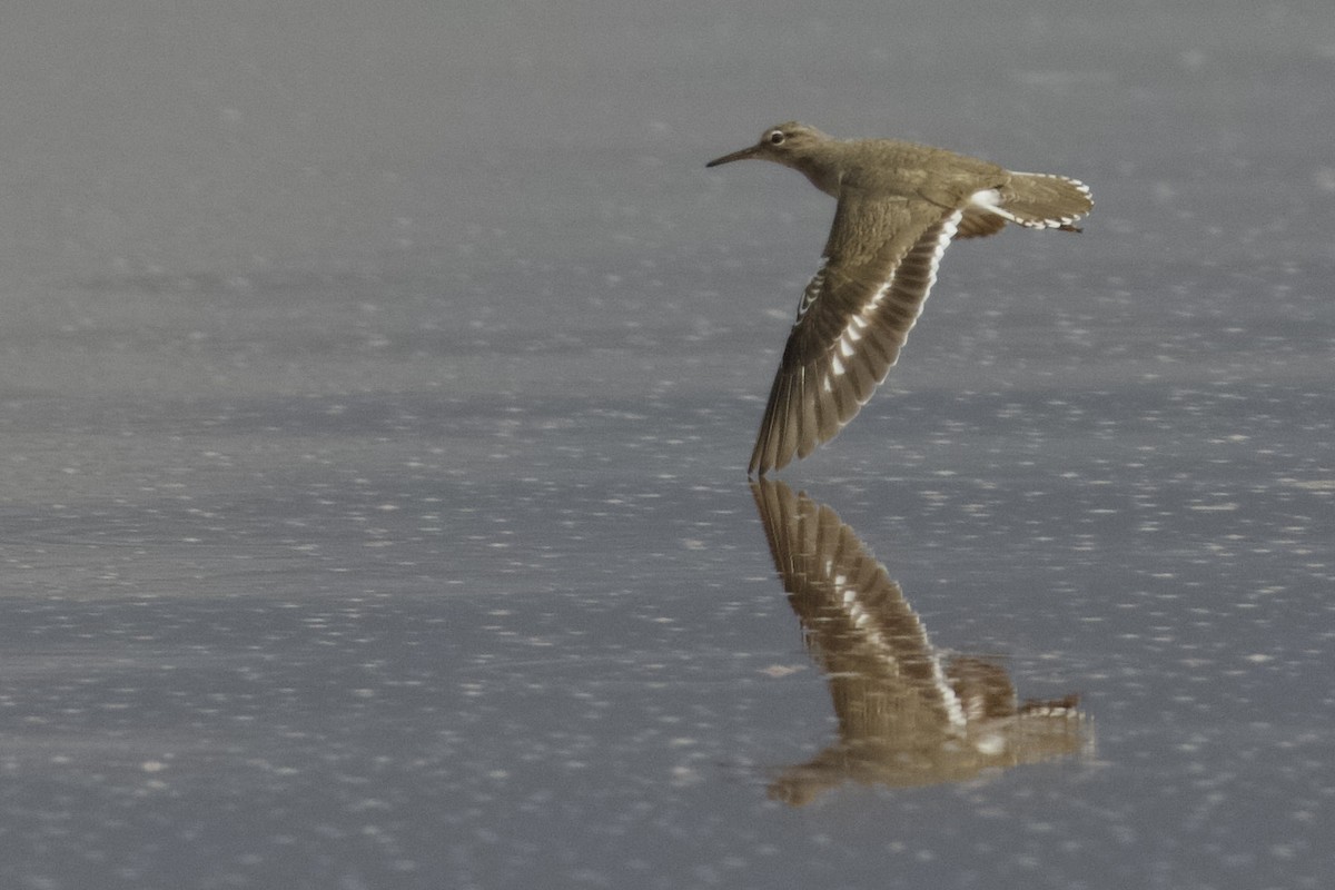 アメリカイソシギ - ML647788271