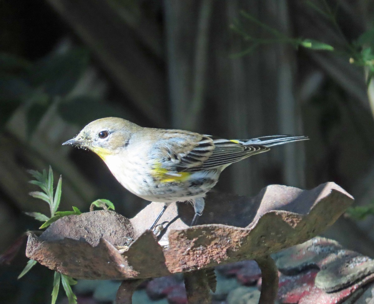 キヅタアメリカムシクイ（auduboni） - ML647788287