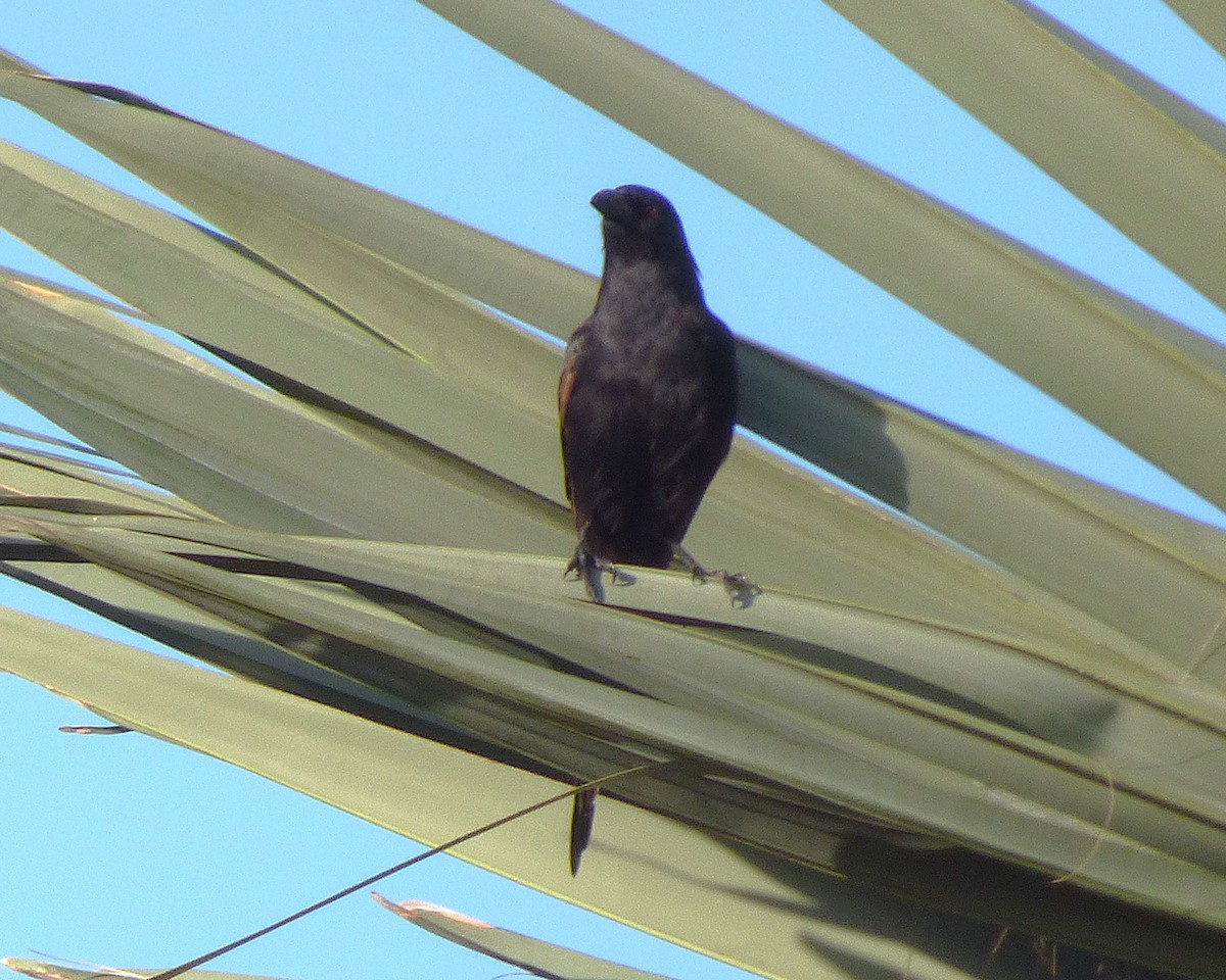 アフリカサンジャク - ML647788288