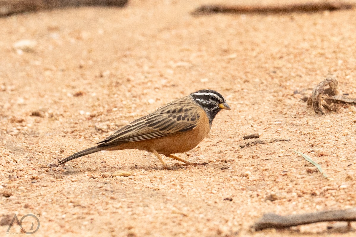 ナナスジホオジロ - ML647788289