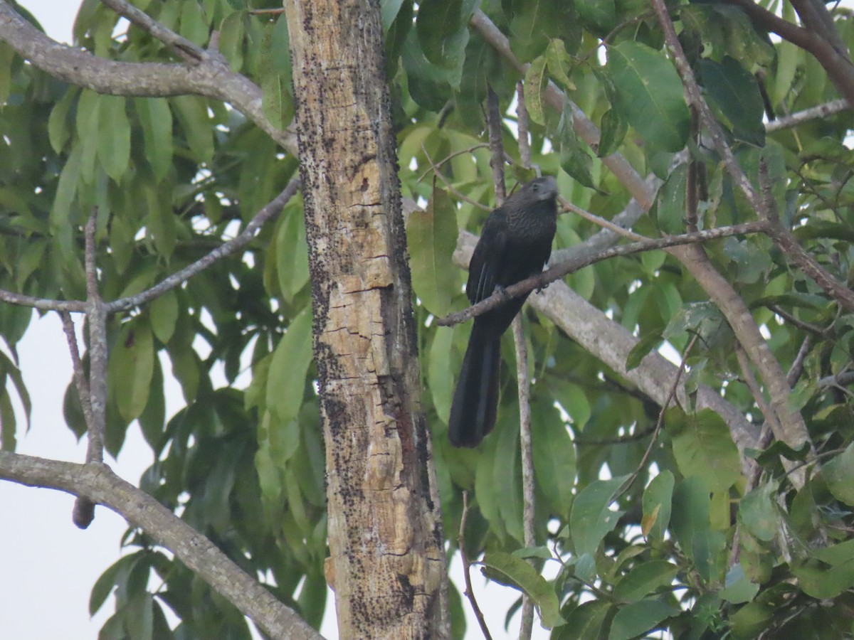 glattnebbani - ML647788293