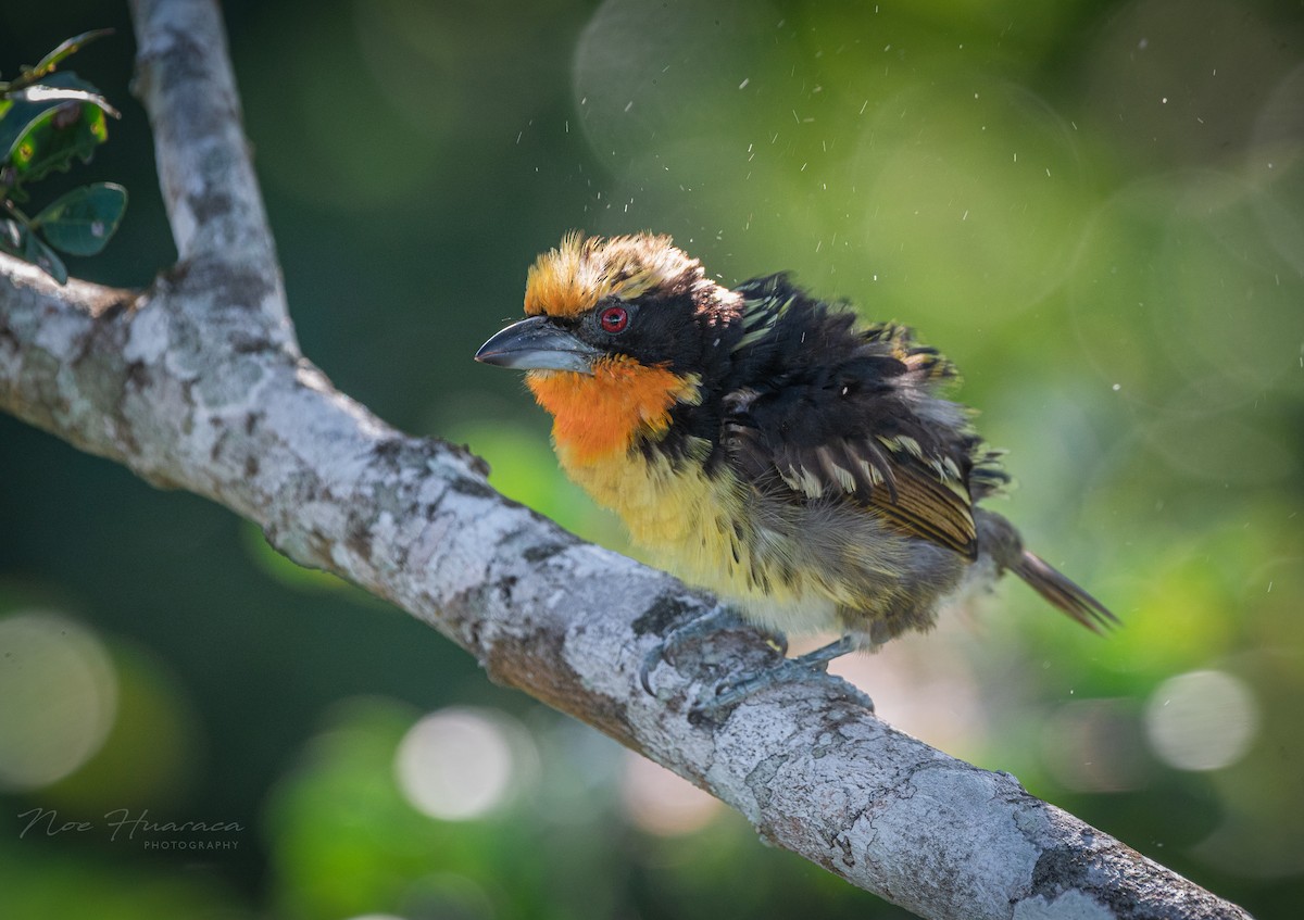 オウゴンゴシキドリ - ML647788299