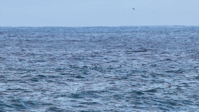 Дзьоборіг - ML647788305