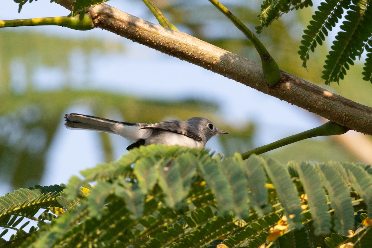 Blue-gray Gnatcatcher - ML647788311