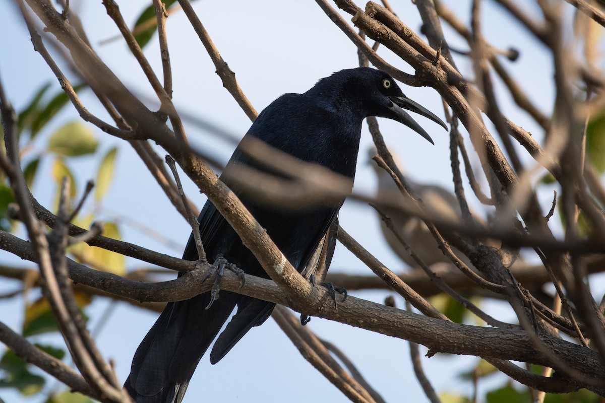 Great-tailed Grackle - ML647788325