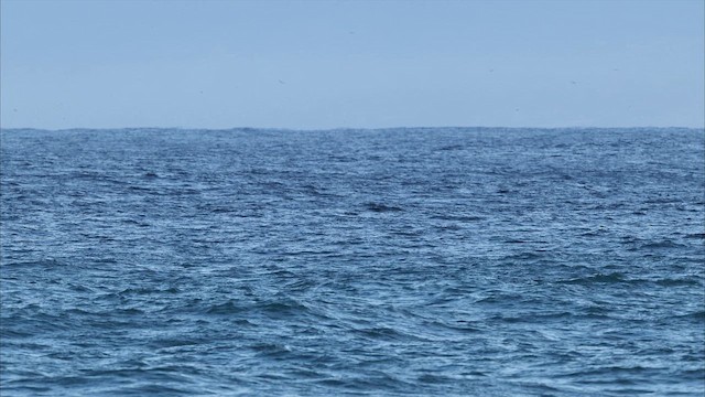 Дзьоборіг - ML647788328