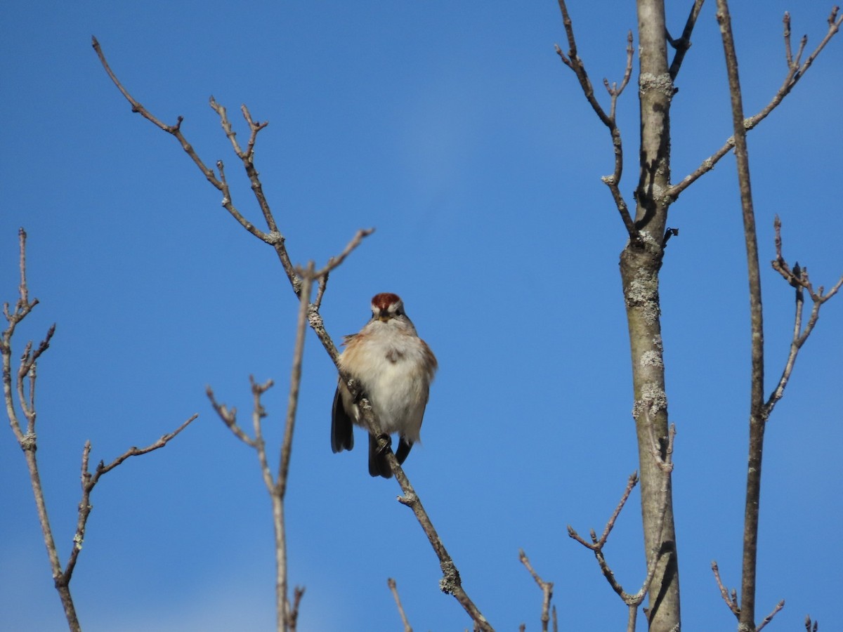 American Tree Sparrow - ML647788363