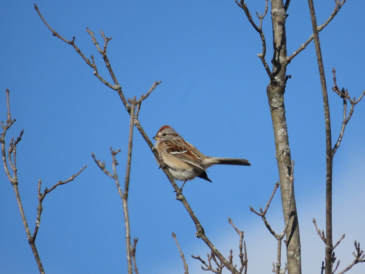 American Tree Sparrow - ML647788364
