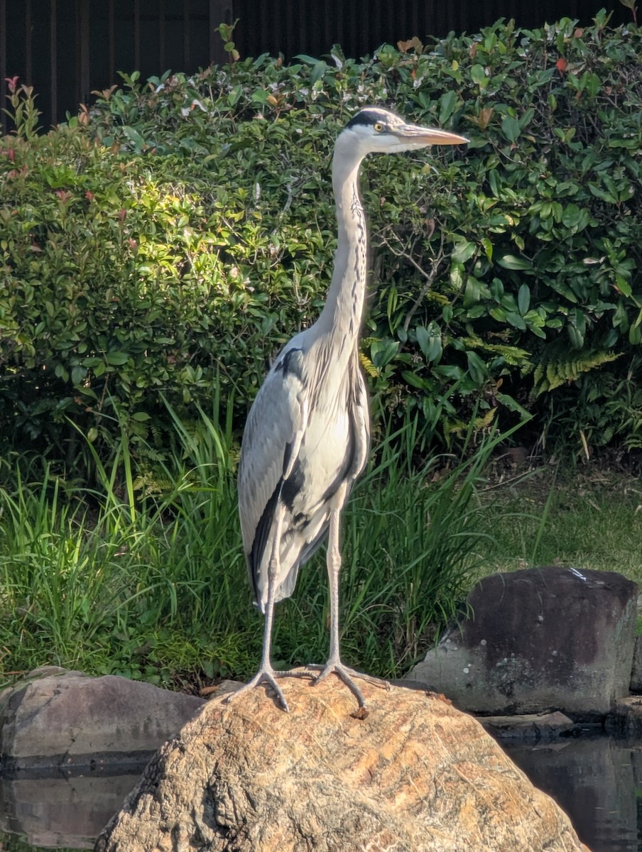 gråhegre - ML647788368