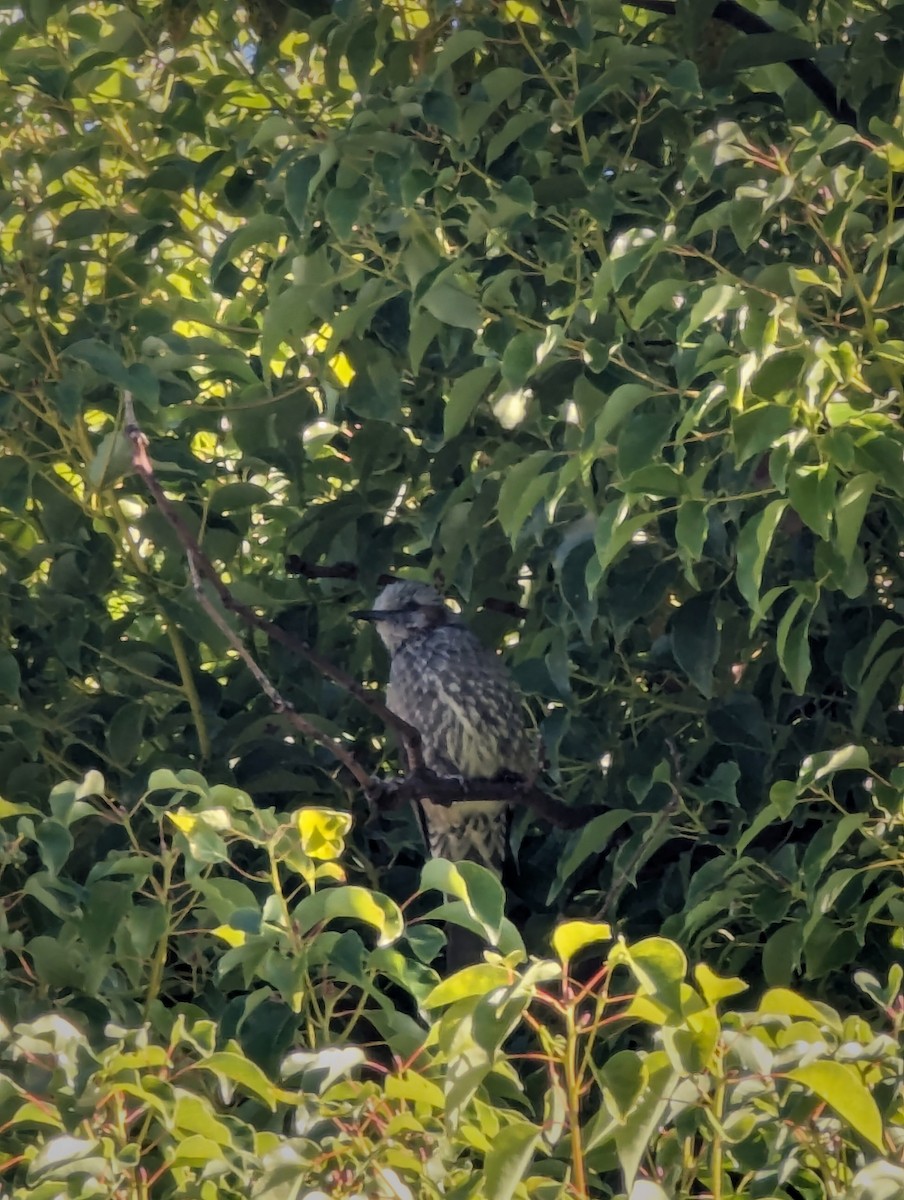 brunørebylbyl - ML647788374