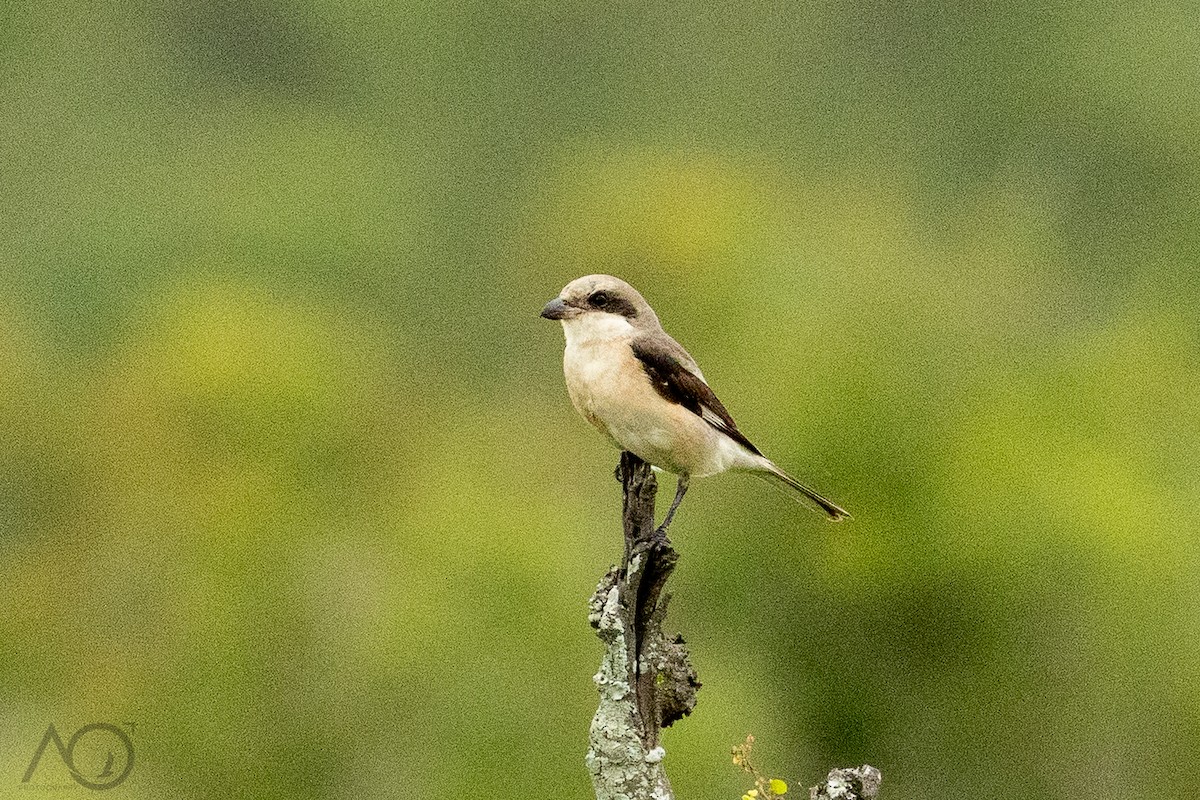 ヒメオオモズ - ML647788378