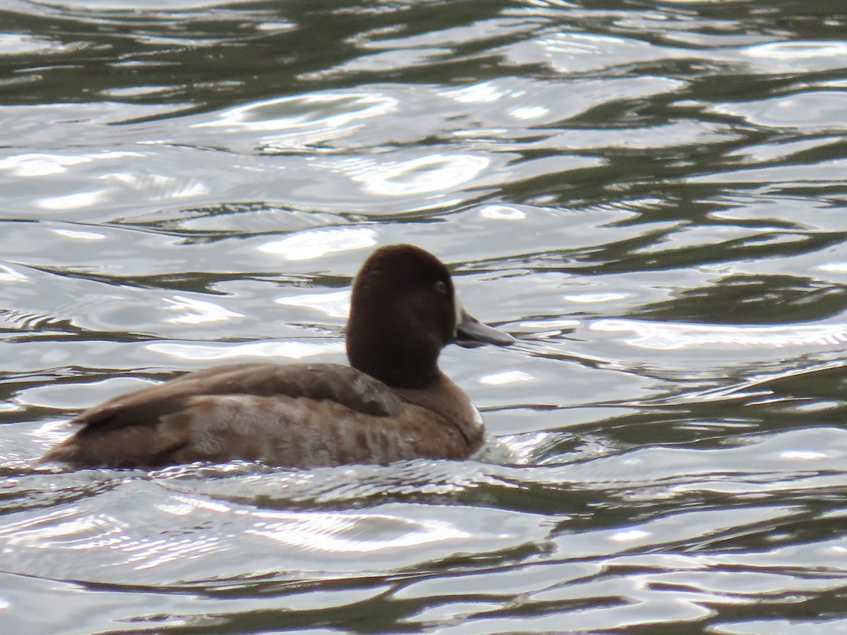 bergand - ML647788387