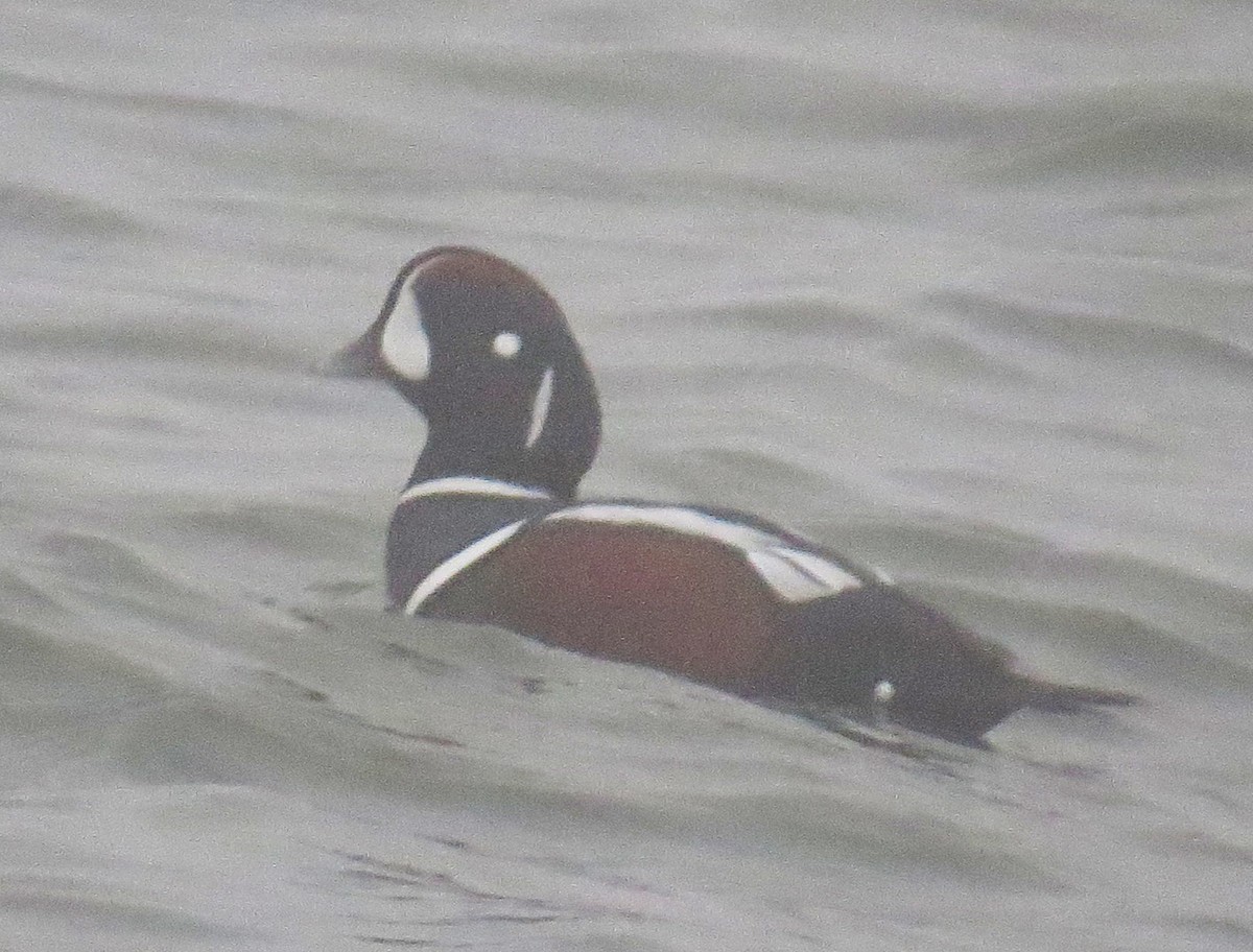 Palyaço Ördeği - ML647788388