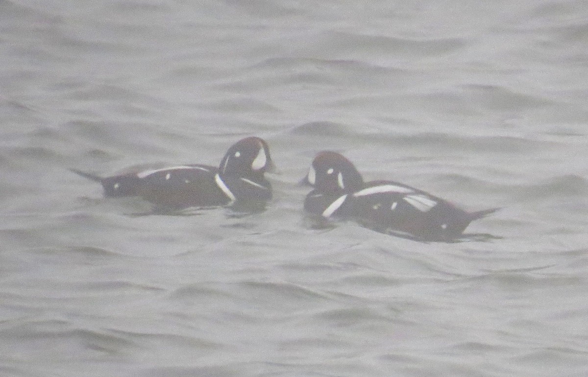 Palyaço Ördeği - ML647788389