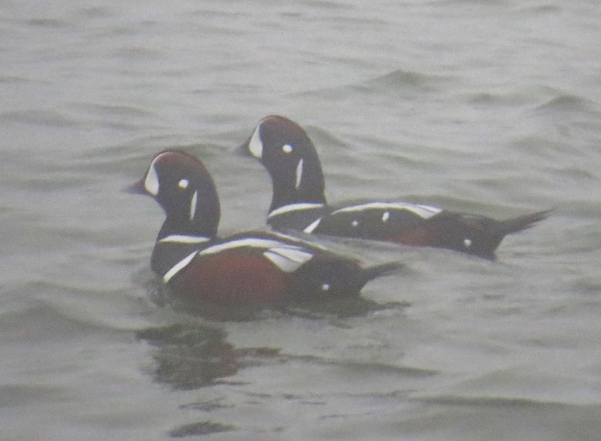 Palyaço Ördeği - ML647788390