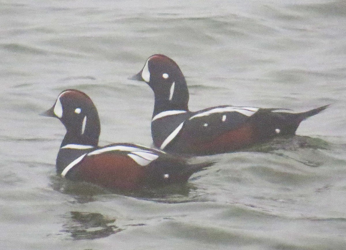 Palyaço Ördeği - ML647788392