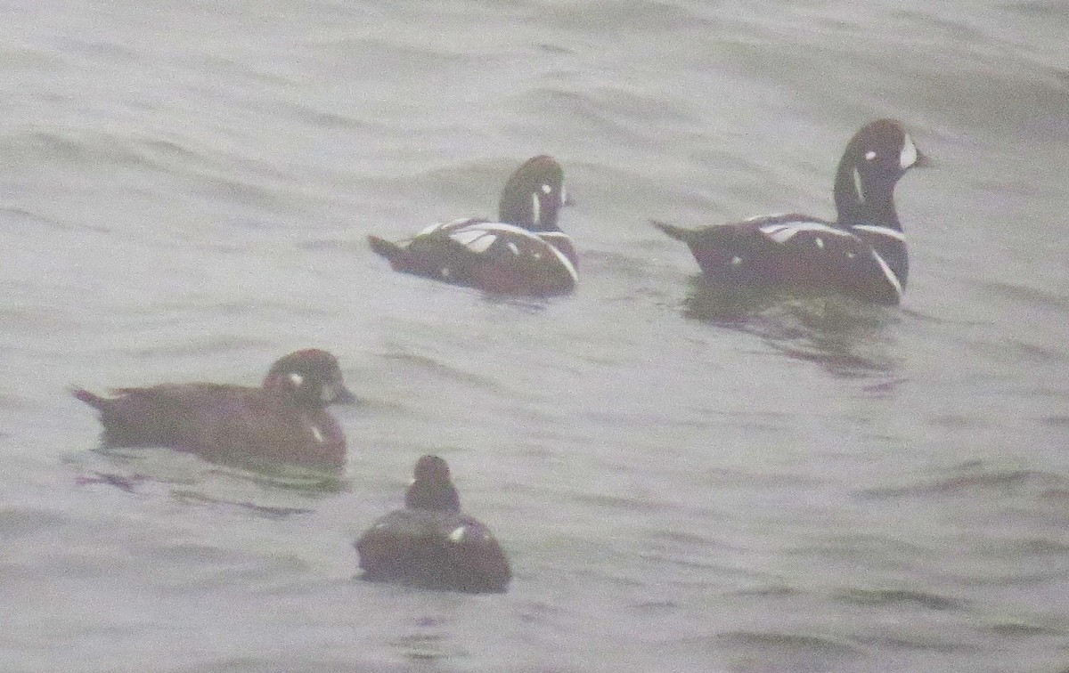 Palyaço Ördeği - ML647788393