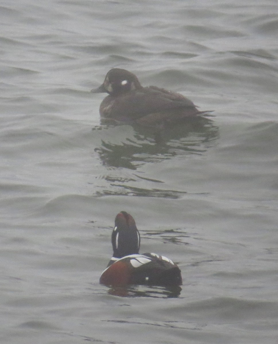 Palyaço Ördeği - ML647788394