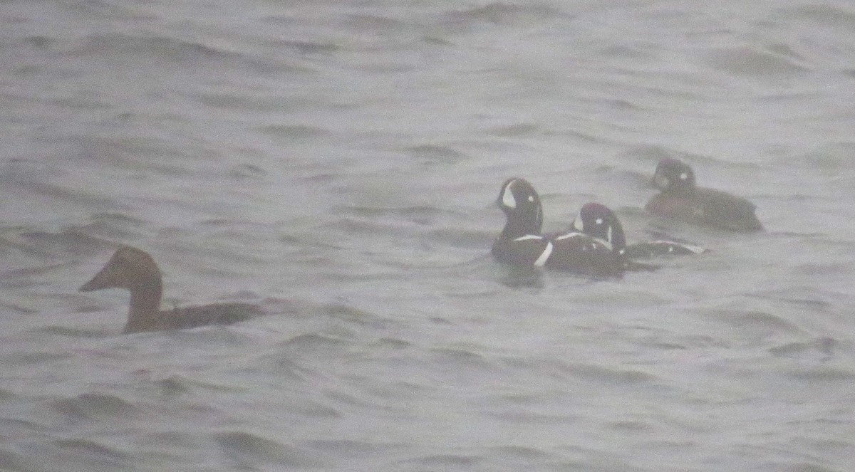 Palyaço Ördeği - ML647788395